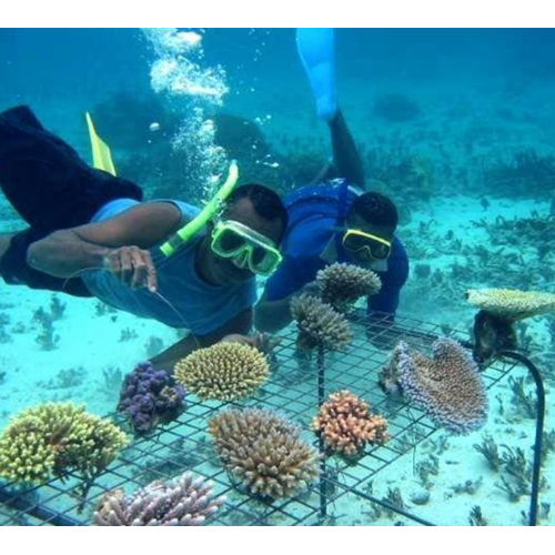 Aware - Coral Reef Conservation